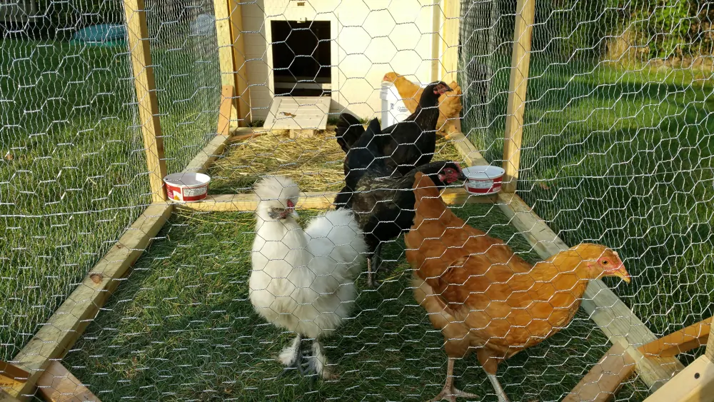 Why I decided to raise chickens with my family Pet Care Lounge