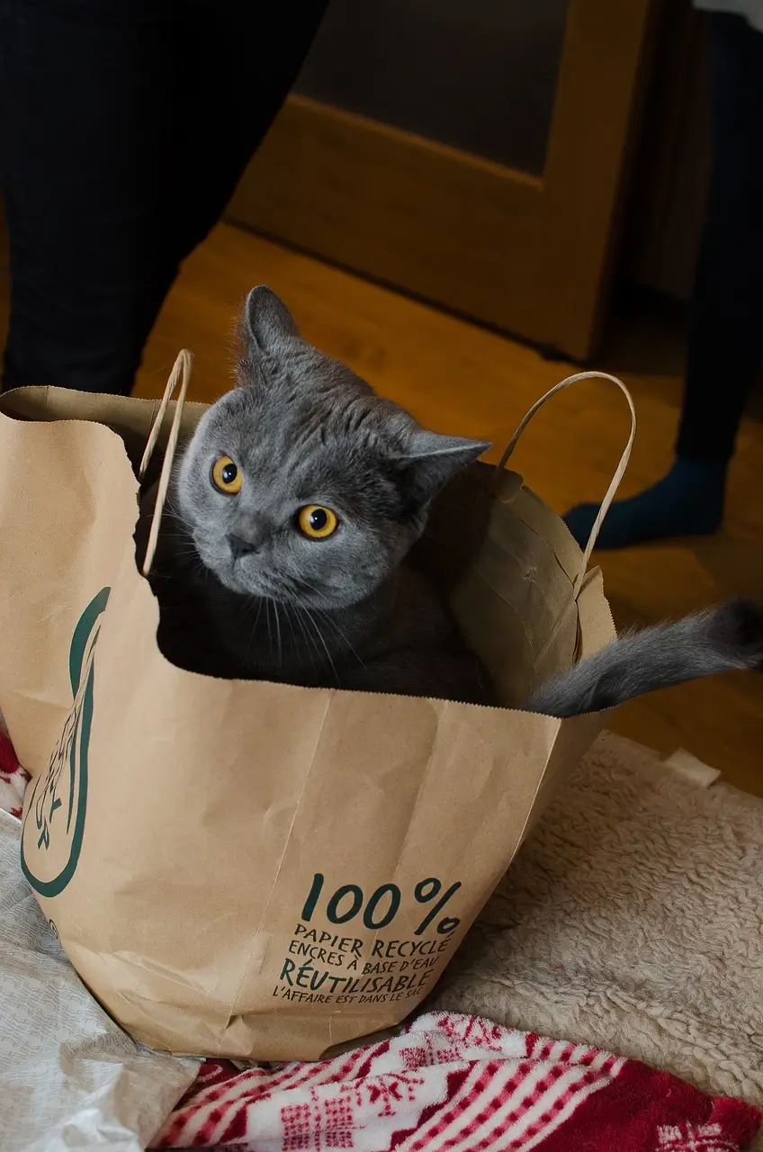 Beginners Guide to Cat Ownership Pet Care Lounge